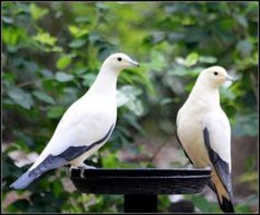 Pied imperial pigeon