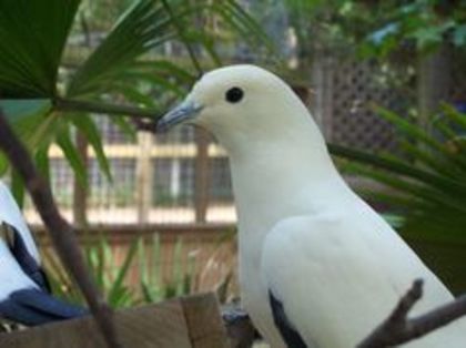 Pied imperial pigeon - 1----Porumbei si turturici exotice----exotic doves and pigeons