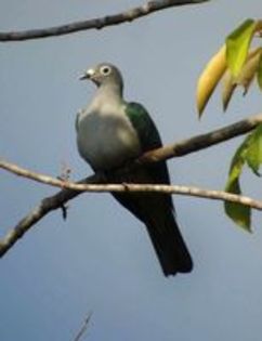 Spectacled imperial pigeon - 1----Porumbei si turturici exotice----exotic doves and pigeons