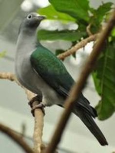Spectacled imperial pigeon - 1----Porumbei si turturici exotice----exotic doves and pigeons