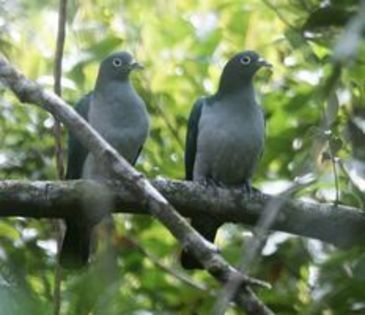 Spectacled imperial pigeon - 1----Porumbei si turturici exotice----exotic doves and pigeons