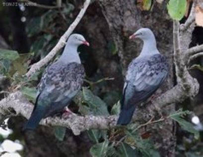spotted imperial pigeon - 1----Porumbei si turturici exotice----exotic doves and pigeons