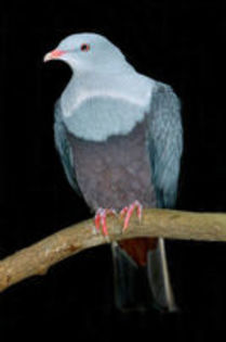 spotted imperial pigeon
