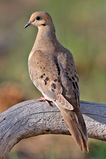 Zenaida macroura - 1----Porumbei si turturici exotice----exotic doves and pigeons