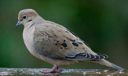 image - 1----Porumbei si turturici exotice----exotic doves and pigeons