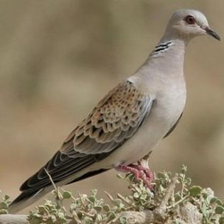 Streptopelia turtur