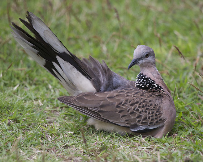 Spilopelia chinensis - 1----Porumbei si turturici exotice----exotic doves and pigeons