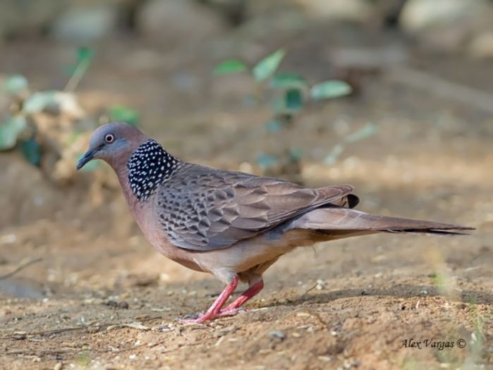 Spilopelia chinensis