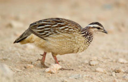 crested francolin