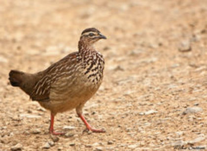 crested francolin