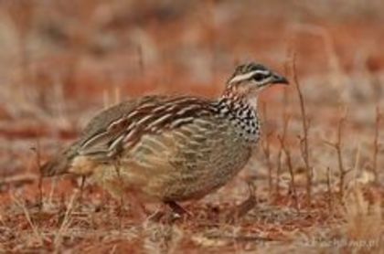 crested francolin - 1----Specii Francolin