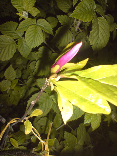 primul boboc de magnolie