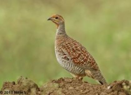 Grey francolin---francolinus pondicerianus - 1----Specii Francolin