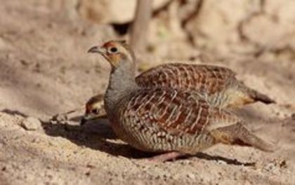 Grey francolin---francolinus pondicerianus - 1----Specii Francolin