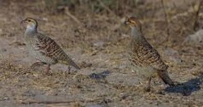 Grey francolin---francolinus pondicerianus - 1----Specii Francolin