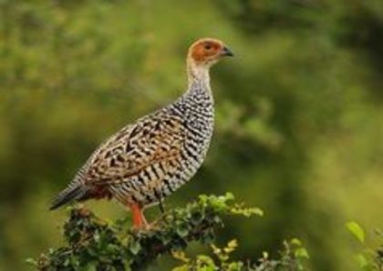 painted francolin