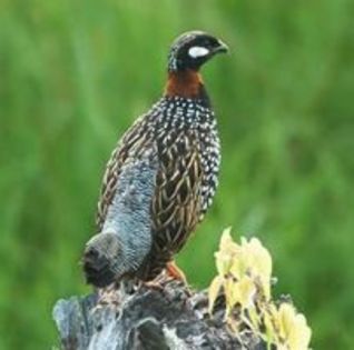 tadjoura francolin