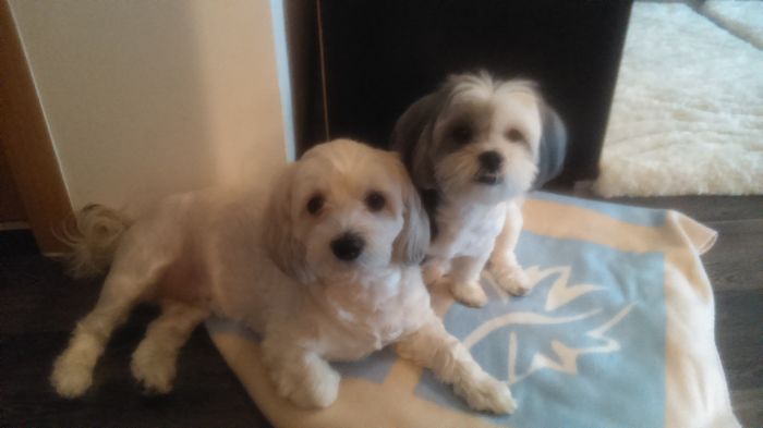 DSC_1631 - Fritz  Bella  Mimi