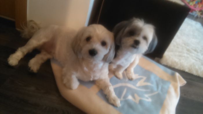 DSC_1632 - Fritz  Bella  Mimi