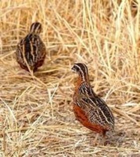 african harlequin quail - 1----Prepelite exotice