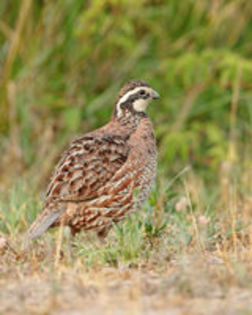 Bobwhite Quail---Colinus virginianus--prepelita de virginia - 1----Prepelite exotice