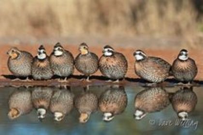 Bobwhite Quail---Colinus virginianus--prepelita de virginia