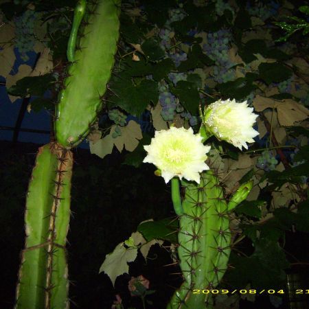 DSCI0570 - flori
