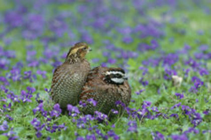 Bobwhite Quail---Colinus virginianus--prepelita de virginia