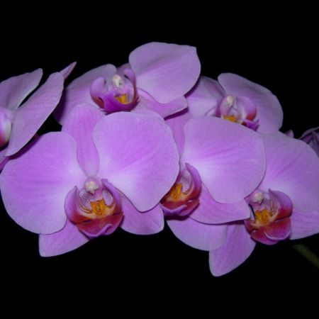 DSCN5382 - flori