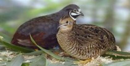 Chinese painted quail---prepelita chinezeasca pitica - 1----Prepelite exotice