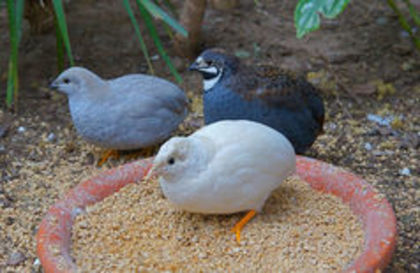 Chinese painted quail---prepelita chinezeasca pitica - 1----Prepelite exotice