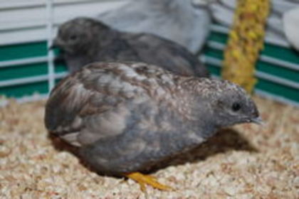 Chinese painted quail---prepelita chinezeasca pitica