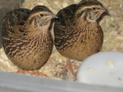 Coturnix coturnix Quail