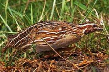 Coturnix coturnix Quail