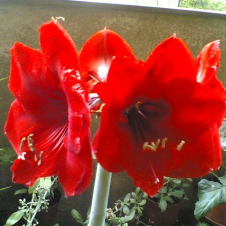 09062006(002) - flori