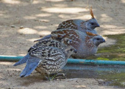 Elegant quail - 1----Prepelite exotice