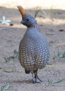 Elegant quail