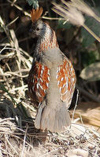 Elegant quail - 1----Prepelite exotice