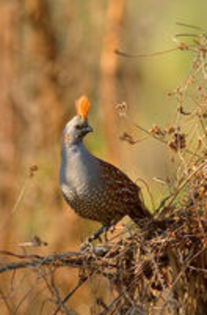 Elegant quail