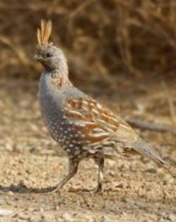 Elegant quail