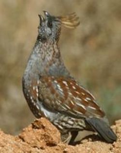 Elegant quail