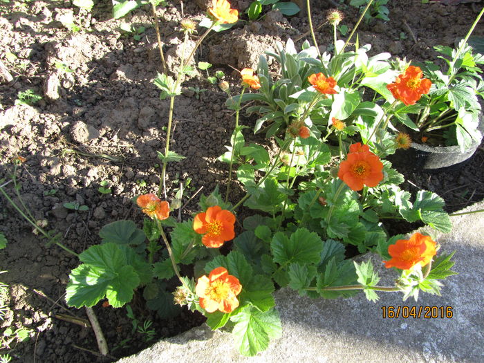 Geum coccineum borisii - Flori de gradina-2016-Primavara