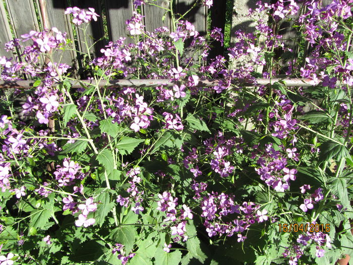 Lunaria annua - Flori de gradina-2016-Primavara