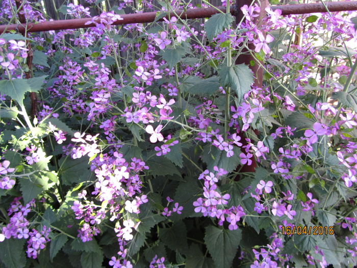 Lunaria - Flori de gradina-2016-Primavara