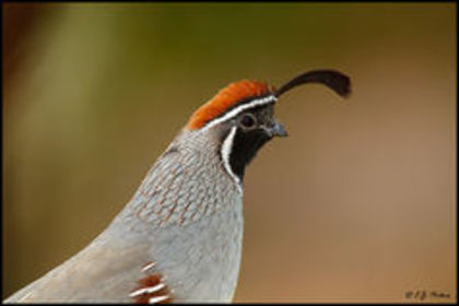 Gambel-s quail ---callipepla gambelii---prepelita de gambel