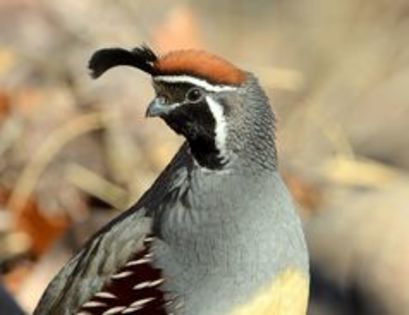 Gambel-s quail ---callipepla gambelii---prepelita de gambel