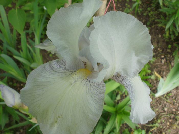 `English Cottage` - Iris  2016