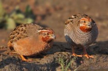 Jungle BUSH quail-----perdicula asiatica