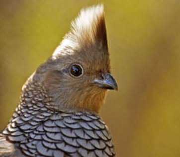 The Blue Scale Quail---Prepelita soldata albastra cu pantece castaniu