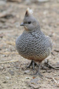 The Blue Scale Quail---Prepelita soldata albastra cu pantece castaniu
